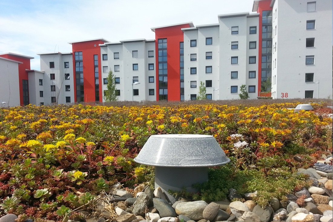 Begrüntes Dach mit Sedum-Bepflanzung